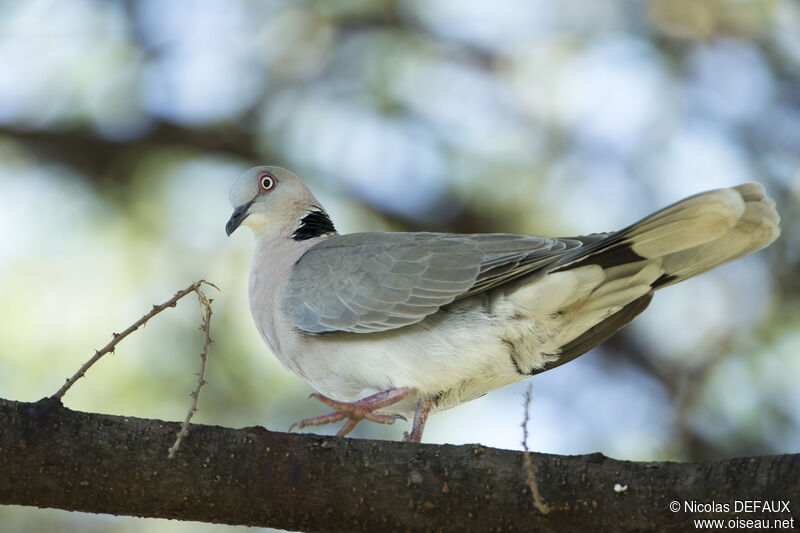 Mourning Collared Dove, close-up portrait