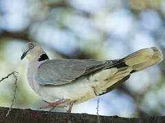 Mourning Collared Dove