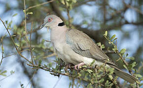 Mourning Collared Dove