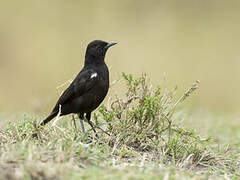 Sooty Chat