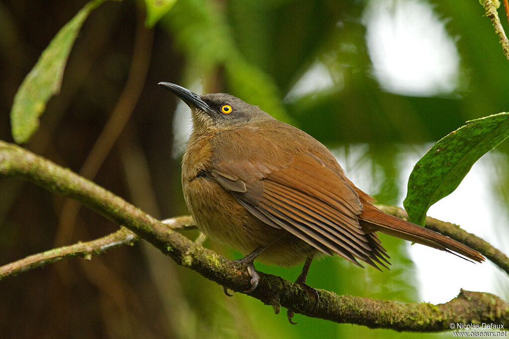 Brown Tremblerjuvenile