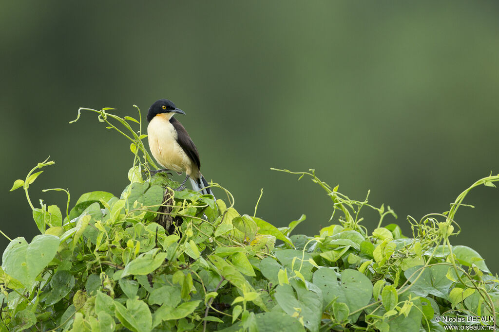 Black-capped Donacobius