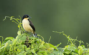 Black-capped Donacobius