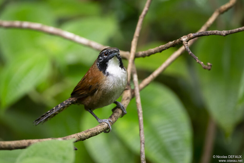 Coraya Wren, close-up portrait