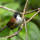 Troglodyte coraya
