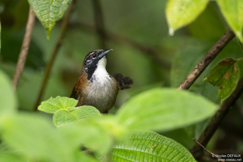 Coraya Wren, close-up portrait