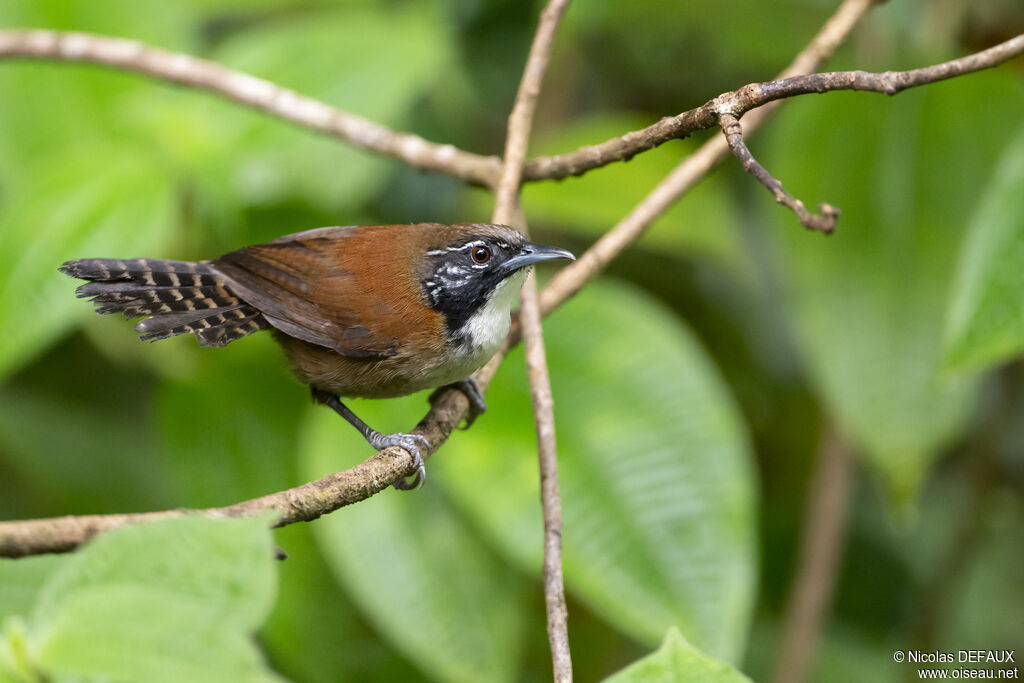 Coraya Wren, close-up portrait