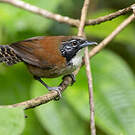 Troglodyte coraya