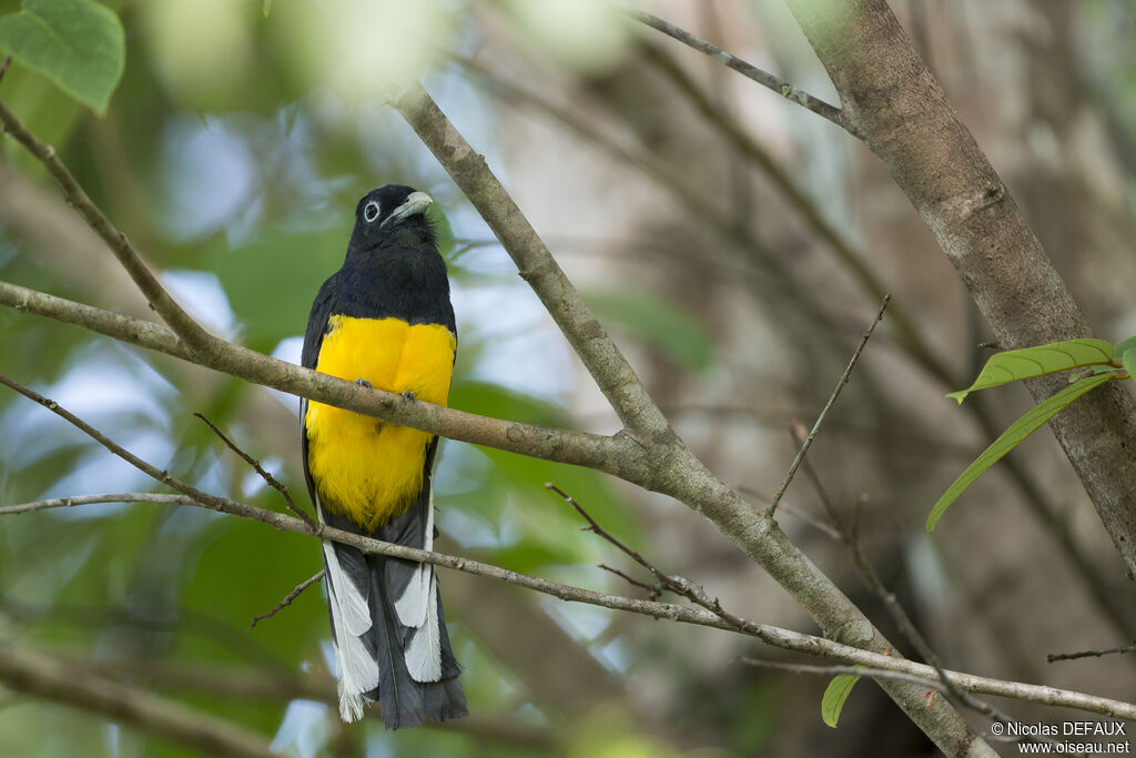 Green-backed Trogon male, close-up portrait