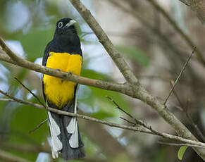 Trogon à queue blanche