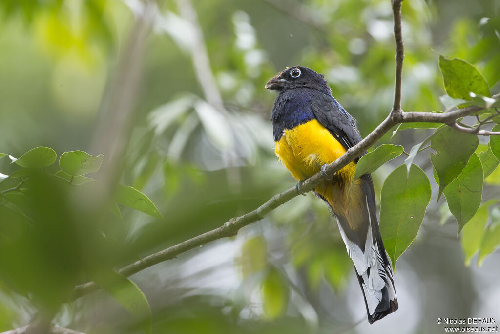 Trogon à queue blanche