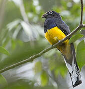 Trogon à queue blanche