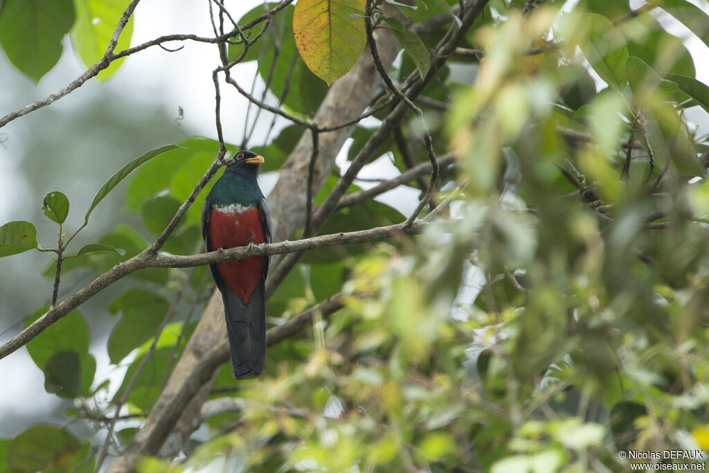 Trogon à queue noire