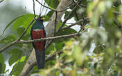 Trogon à queue noire