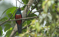 Trogon à queue noire