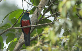 Black-tailed Trogon