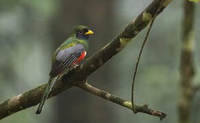 Trogon rosalba