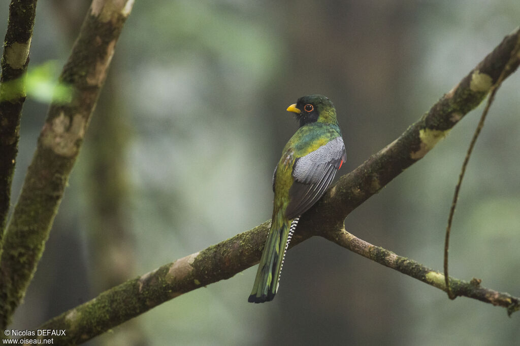 Collared Trogonadult, close-up portrait