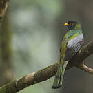 Trogon rosalba