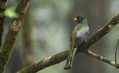 Trogon rosalba