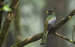 Collared Trogon