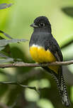 Trogon violacé