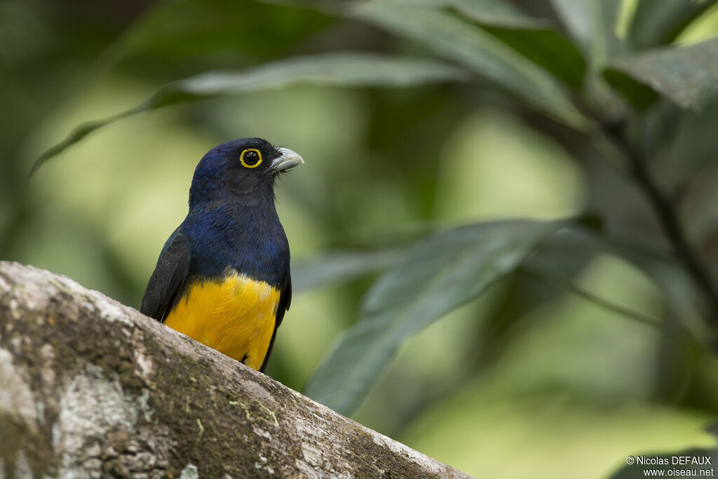 Guianan Trogon male