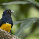 Trogon violacé