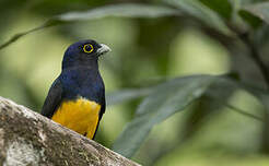 Trogon violacé