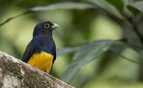 Guianan Trogon