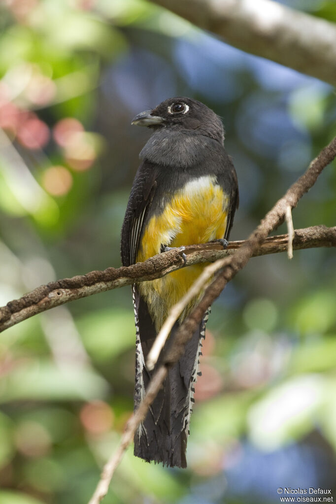 Trogon violacé