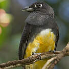 Trogon violacé