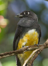 Trogon violacé