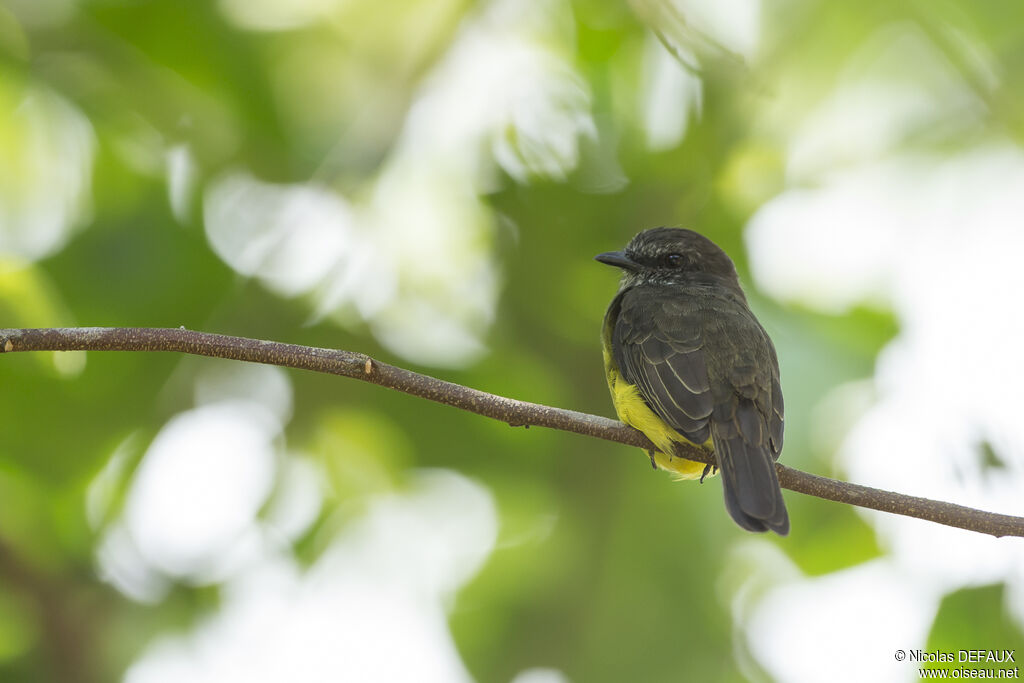 Dusky-chested Flycatcheradult