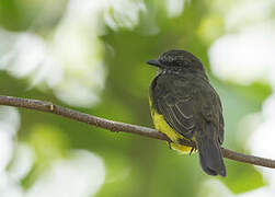 Dusky-chested Flycatcher