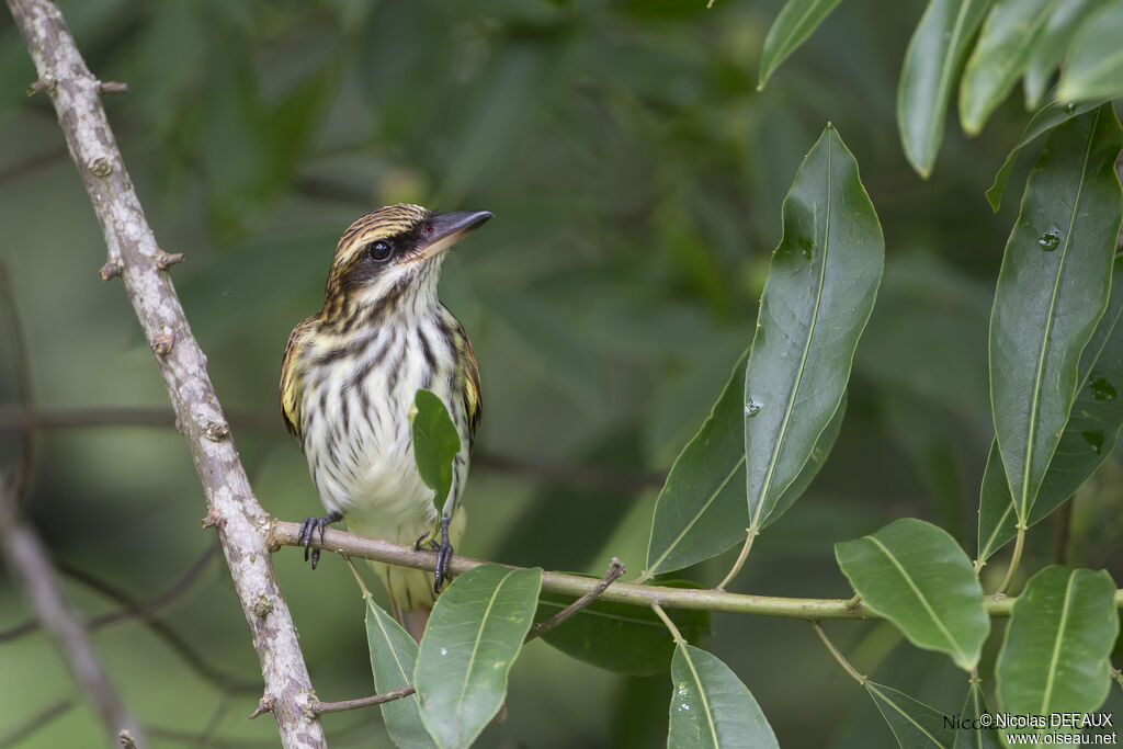 Streaked Flycatcher