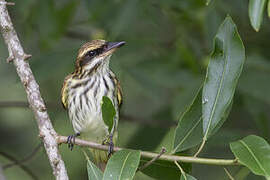 Streaked Flycatcher