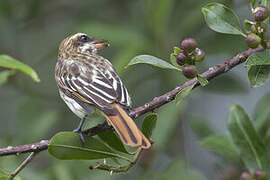 Streaked Flycatcher