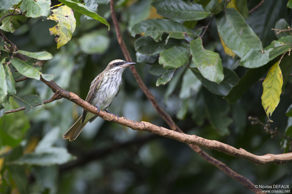 Streaked Flycatcher