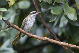 Streaked Flycatcher