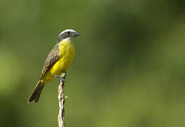 Rusty-margined Flycatcher