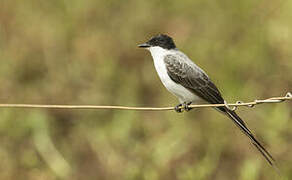 Fork-tailed Flycatcher