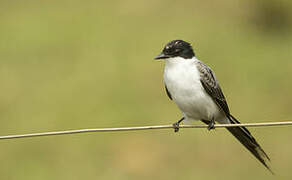 Fork-tailed Flycatcher