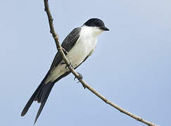 Fork-tailed Flycatcher