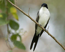 Fork-tailed Flycatcher