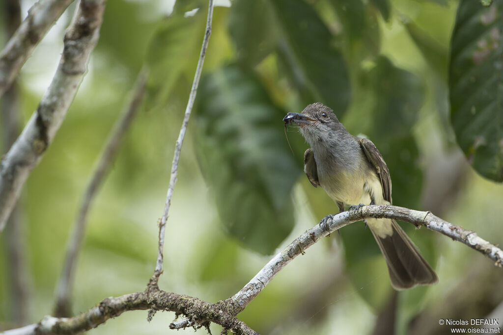 Short-crested Flycatcher, eats