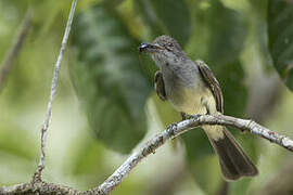 Short-crested Flycatcher