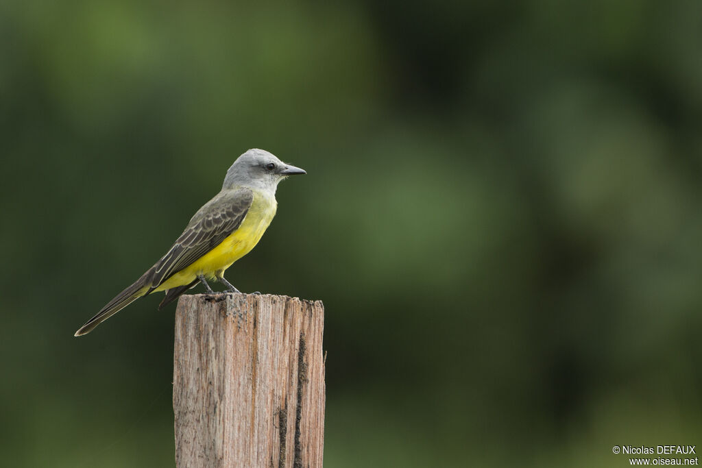 Tropical Kingbird