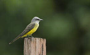 Tropical Kingbird