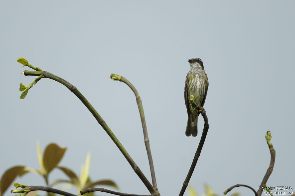 Piratic Flycatcheradult, identification